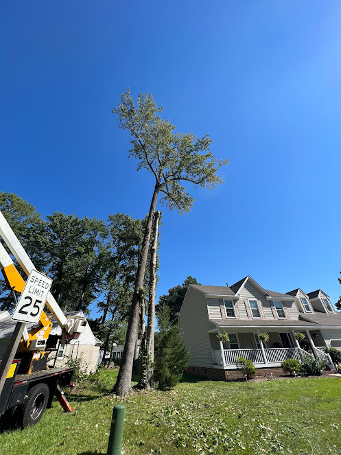 Professional tree removal with bucket truck in Virginia Beach