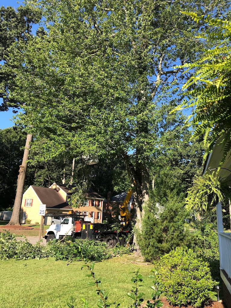 Tree removal work in progress in Hampton Roads