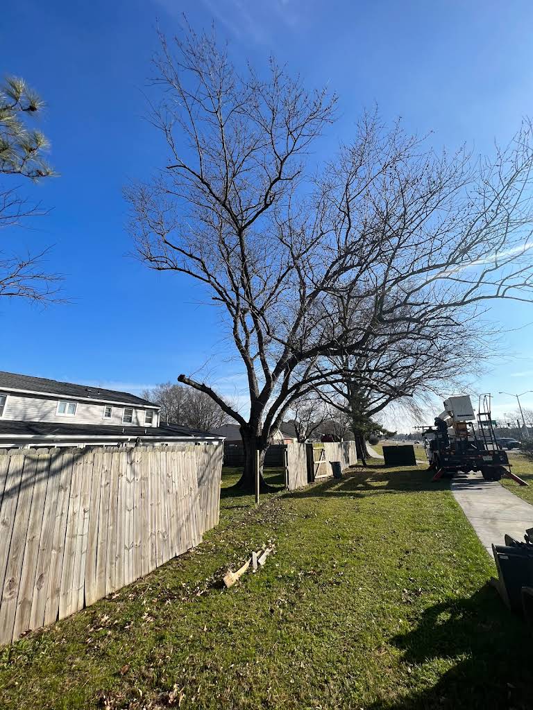 Tree assessment and removal in residential Norfolk area