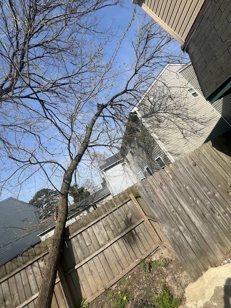 Tree removal near residential structures