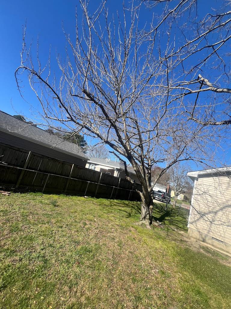 Bare tree in residential backyard needing professional tree care services
