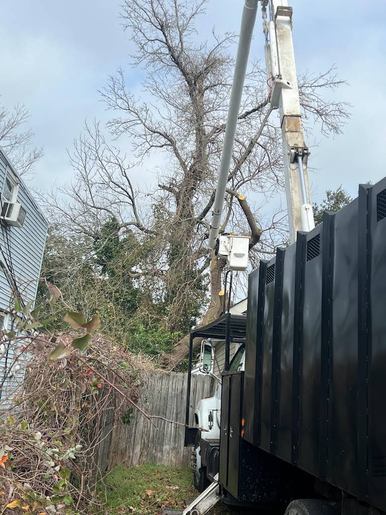 Professional tree removal with bucket truck and crew working on large bare tree