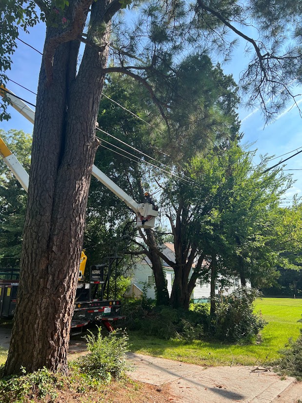 Tree service work near power lines with bucket truck and professional crew