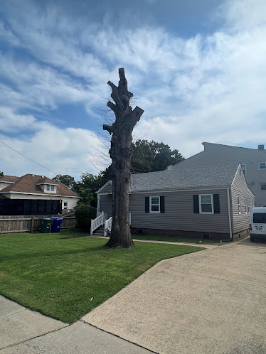 Tree professionally trimmed and topped in residential yard showing expert pruning