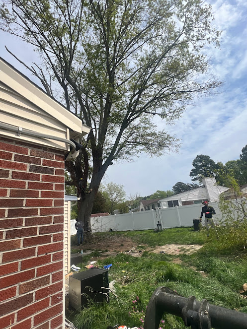 Large tree near brick house with crew member performing tree service work