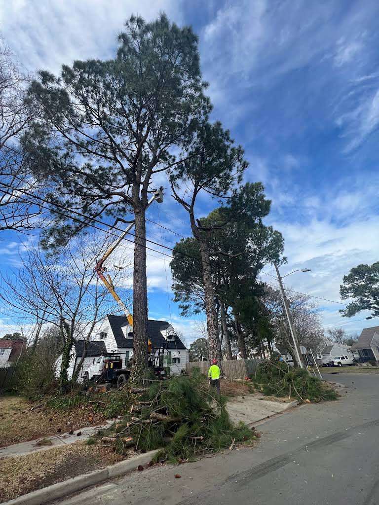 Large pine tree removal project with professional equipment and crew in Hampton Roads
