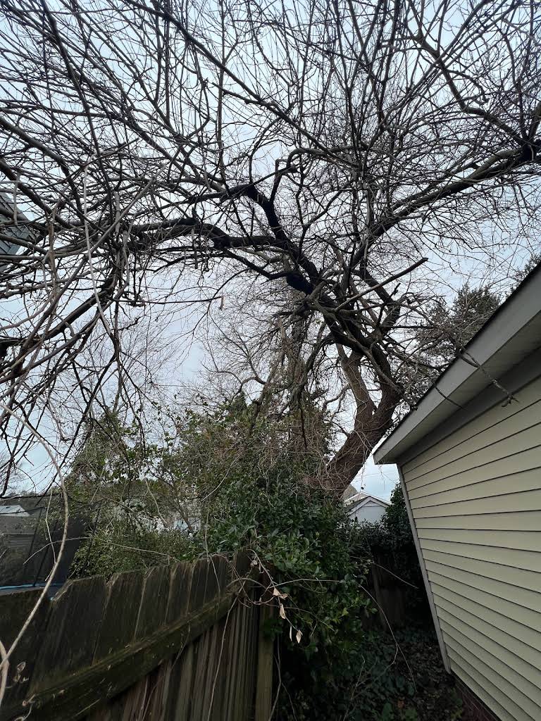 Dangerous overhanging tree near house requiring immediate professional attention