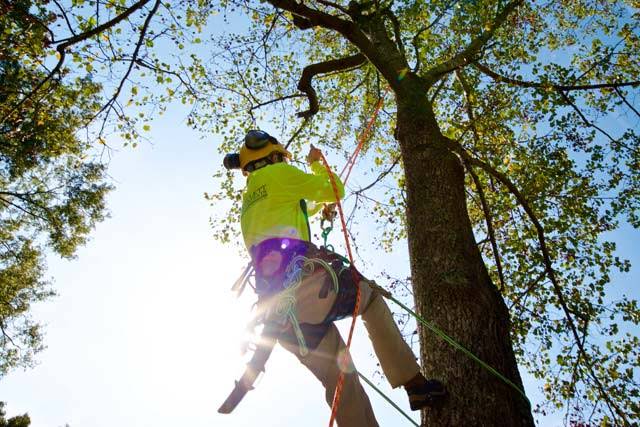 Professional arborist climbing tree with safety equipment and harness in Hampton Roads