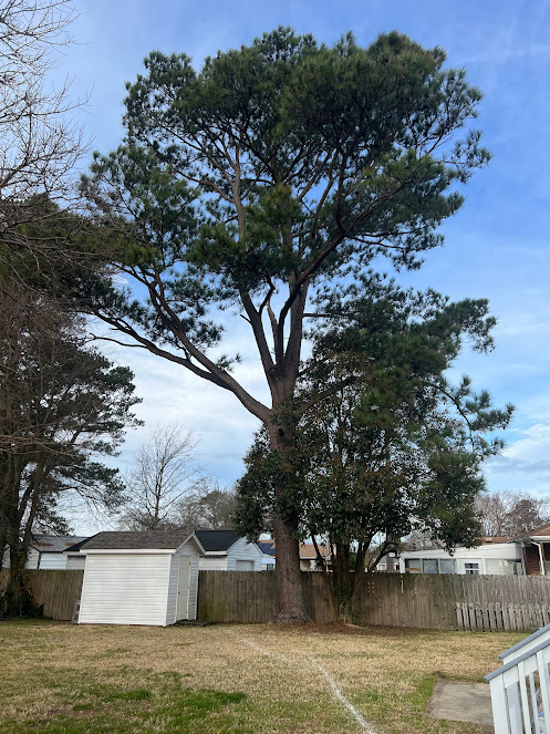 Large healthy pine tree in residential yard showing proper tree care maintenance